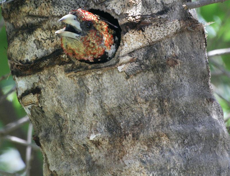 frieda 020.jpg - Net 'n bietjie lug skep dit kan warm word hier in die nes!